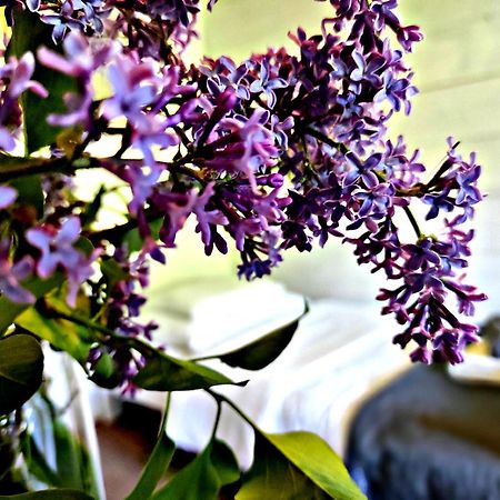 Pensjonat Laworta Ski Ustrzyki Dolne Ngoại thất bức ảnh